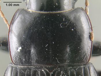 Media type: image;   Entomology 304893 Aspect: pronotum dorsal
